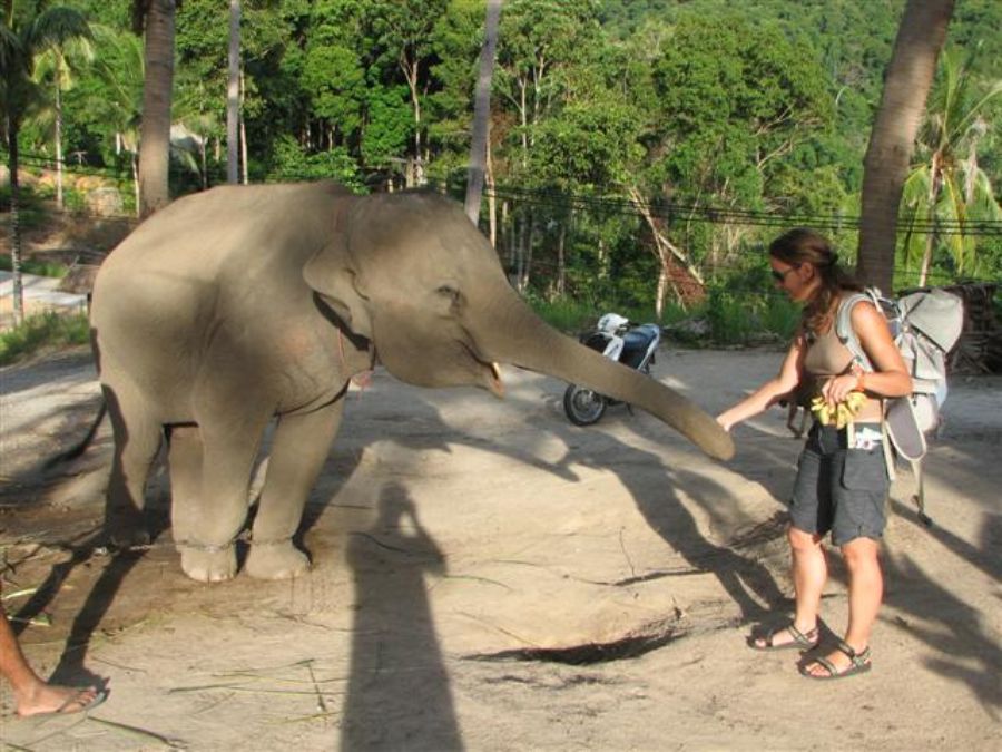 Feeding the elephant
